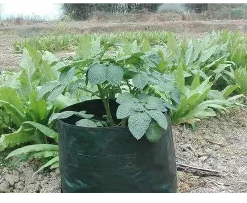 Tomato Vegetable Plant Bag Growth Bag Complete Specifications Pe Potato Planting Bag Potato Sweet Potato Planting Bag